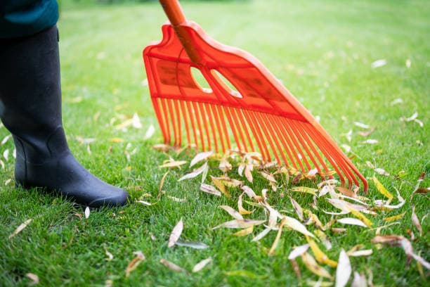  Seasonal Lawn Care Tips for a Perfect Lawn